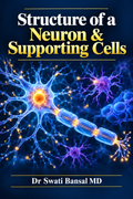 Structure of a Neuron & Supporting Cells | Nerve Muscle Physiology Dr Swati Bansal